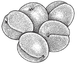 Иллюстрация к книге — Ягоды и фрукты. Заготовки по-деревенски [i_002.jpg]