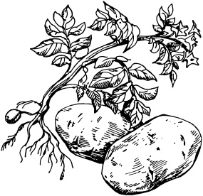 Иллюстрация к книге — Большая энциклопедия дачника [_34.jpg]