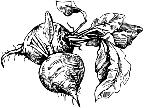 Иллюстрация к книге — Большая энциклопедия дачника [_37.jpg]