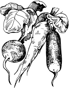 Иллюстрация к книге — Большая энциклопедия дачника [_41.jpg]