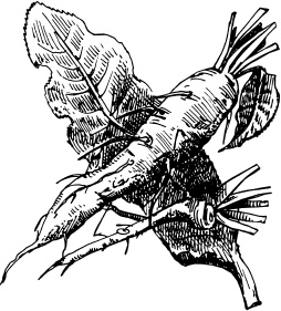 Иллюстрация к книге — Большая энциклопедия дачника [_42.jpg]