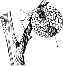 Иллюстрация к книге — Большая энциклопедия дачника [_44.jpg]