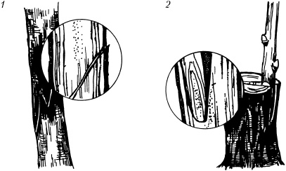 Иллюстрация к книге — Большая энциклопедия дачника [_47.jpg]