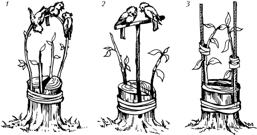 Иллюстрация к книге — Большая энциклопедия дачника [_49.jpg]
