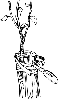 Иллюстрация к книге — Большая энциклопедия дачника [_50.jpg]