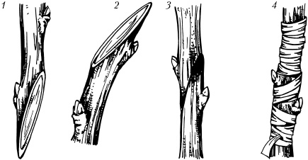 Иллюстрация к книге — Большая энциклопедия дачника [_54.jpg]