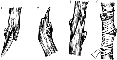 Иллюстрация к книге — Большая энциклопедия дачника [_55.jpg]