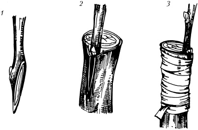 Иллюстрация к книге — Большая энциклопедия дачника [_57.jpg]