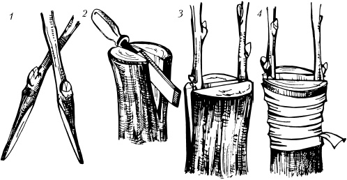 Иллюстрация к книге — Большая энциклопедия дачника [_61.jpg]
