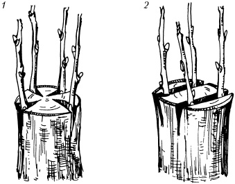 Иллюстрация к книге — Большая энциклопедия дачника [_62.jpg]