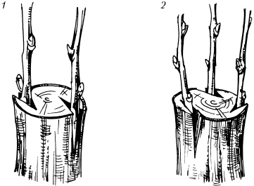 Иллюстрация к книге — Большая энциклопедия дачника [_64.jpg]