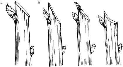 Иллюстрация к книге — Большая энциклопедия дачника [_65.jpg]