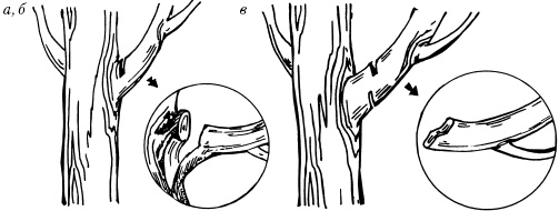 Иллюстрация к книге — Большая энциклопедия дачника [_67.jpg]