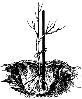 Иллюстрация к книге — Большая энциклопедия дачника [_69.jpg]