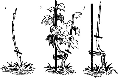 Иллюстрация к книге — Большая энциклопедия дачника [_74.jpg]
