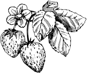 Иллюстрация к книге — Большая энциклопедия дачника [_76.jpg]