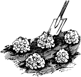 Иллюстрация к книге — Большая энциклопедия дачника [_77.jpg]