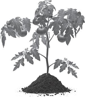 Иллюстрация к книге — Большая энциклопедия дачника [_79.jpg]