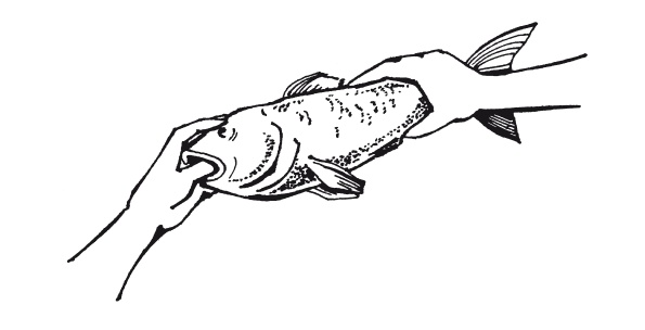 Иллюстрация к книге — Классная энциклопедия для мальчиков. Отличные советы, как быть лучшим во всем! [i_053.jpg]