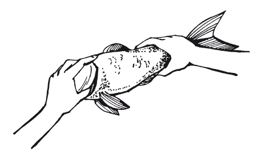 Иллюстрация к книге — Классная энциклопедия для мальчиков. Отличные советы, как быть лучшим во всем! [i_054.jpg]