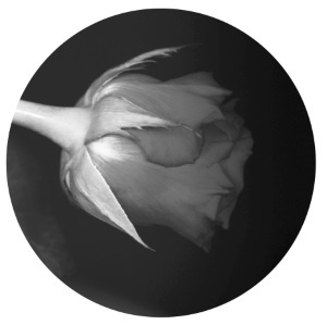 Иллюстрация к книге — О чем молчат мужчины... когда ты рядом [i_001.jpg]