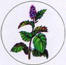 Иллюстрация к книге — Секреты племен [pic_264.jpg]