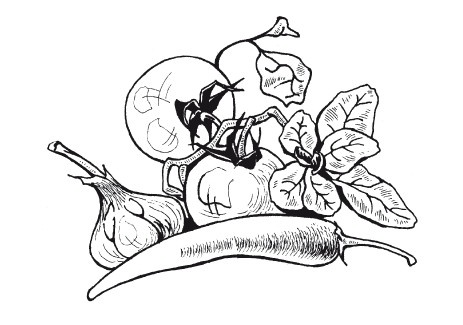 Иллюстрация к книге — Летние супы, окрошки, свекольники и другие. Готовим, как профессионалы! [i_019.jpg]