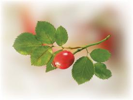 Иллюстрация к книге — Встречаем гостей [weights_and_measures_2.jpg]