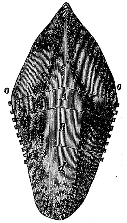 Иллюстрация к книге — Поваренная книга русской опытной хозяйки. Супы и похлебки [i_008.jpg]