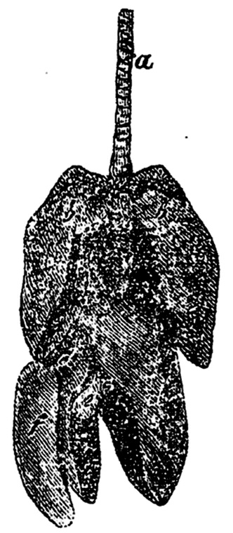 Иллюстрация к книге — Поваренная книга русской опытной хозяйки. Супы и похлебки [i_010.jpg]