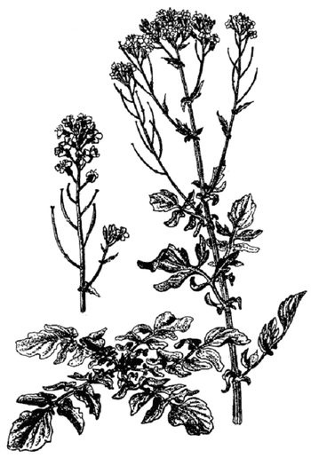 Иллюстрация к книге — Кухня Робинзона. Рецепты блюд из дикорастущих растений и цветов [image003.jpg]