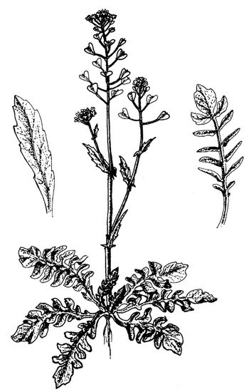 Иллюстрация к книге — Кухня Робинзона. Рецепты блюд из дикорастущих растений и цветов [image005.jpg]