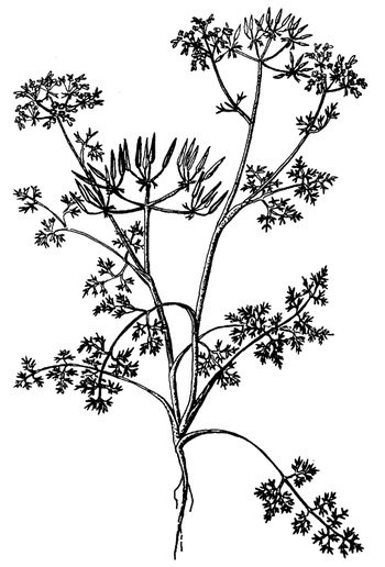 Иллюстрация к книге — Кухня Робинзона. Рецепты блюд из дикорастущих растений и цветов [image013.jpg]