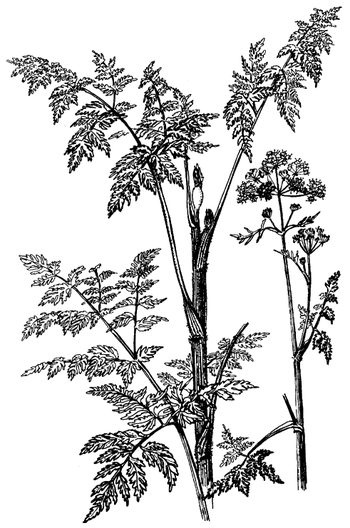 Иллюстрация к книге — Кухня Робинзона. Рецепты блюд из дикорастущих растений и цветов [image015.jpg]