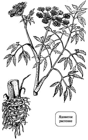 Иллюстрация к книге — Кухня Робинзона. Рецепты блюд из дикорастущих растений и цветов [image019.jpg]