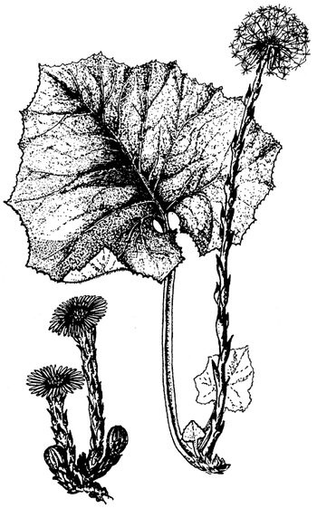 Иллюстрация к книге — Кухня Робинзона. Рецепты блюд из дикорастущих растений и цветов [image023.jpg]