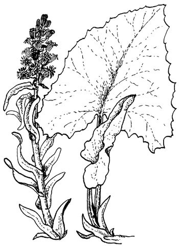 Иллюстрация к книге — Кухня Робинзона. Рецепты блюд из дикорастущих растений и цветов [image025.jpg]