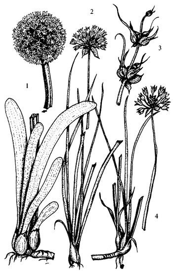 Иллюстрация к книге — Кухня Робинзона. Рецепты блюд из дикорастущих растений и цветов [image027.jpg]