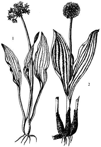 Иллюстрация к книге — Кухня Робинзона. Рецепты блюд из дикорастущих растений и цветов [image029.jpg]