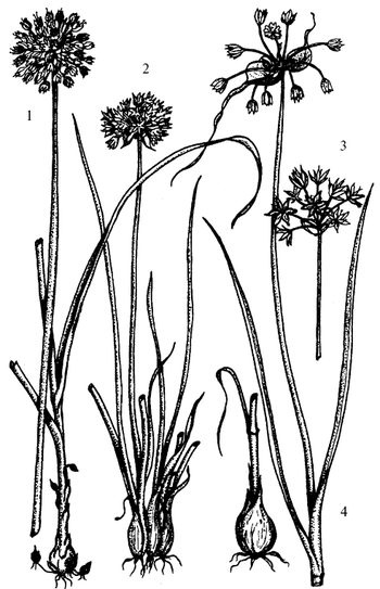 Иллюстрация к книге — Кухня Робинзона. Рецепты блюд из дикорастущих растений и цветов [image031.jpg]