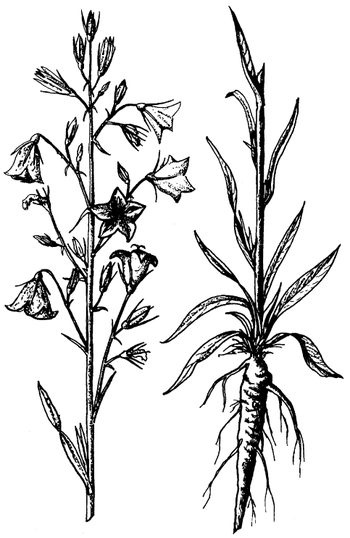 Иллюстрация к книге — Кухня Робинзона. Рецепты блюд из дикорастущих растений и цветов [image035.jpg]