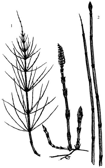 Иллюстрация к книге — Кухня Робинзона. Рецепты блюд из дикорастущих растений и цветов [image043.jpg]