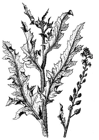 Иллюстрация к книге — Кухня Робинзона. Рецепты блюд из дикорастущих растений и цветов [image045.jpg]