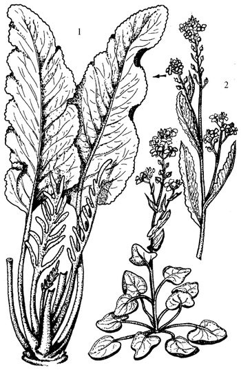 Иллюстрация к книге — Кухня Робинзона. Рецепты блюд из дикорастущих растений и цветов [image053.jpg]