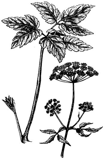 Иллюстрация к книге — Кухня Робинзона. Рецепты блюд из дикорастущих растений и цветов [image065.jpg]