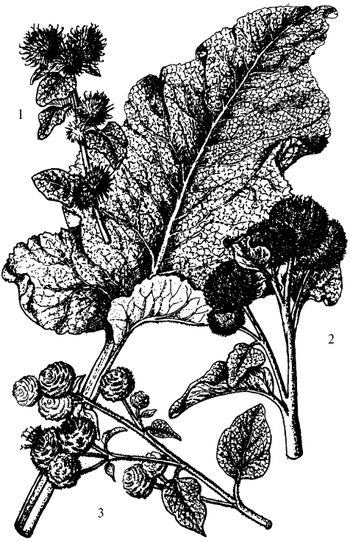 Иллюстрация к книге — Кухня Робинзона. Рецепты блюд из дикорастущих растений и цветов [image073.jpg]