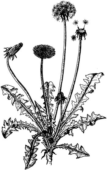 Иллюстрация к книге — Кухня Робинзона. Рецепты блюд из дикорастущих растений и цветов [image075.jpg]