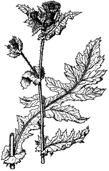 Иллюстрация к книге — Кухня Робинзона. Рецепты блюд из дикорастущих растений и цветов [image077.jpg]