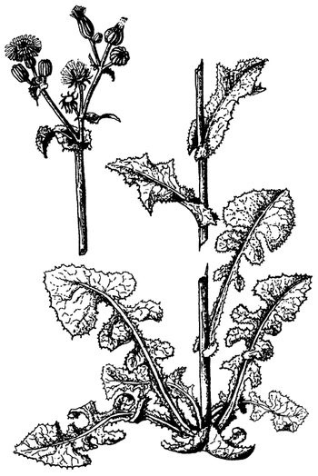 Иллюстрация к книге — Кухня Робинзона. Рецепты блюд из дикорастущих растений и цветов [image079.jpg]