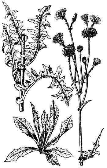 Иллюстрация к книге — Кухня Робинзона. Рецепты блюд из дикорастущих растений и цветов [image081.jpg]